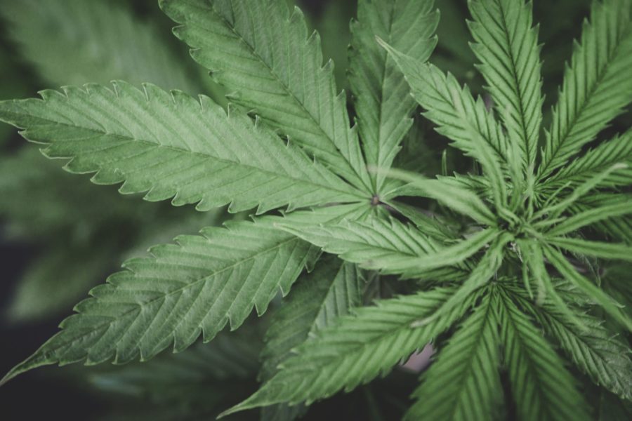 SB 2 Marijuana Bill Update